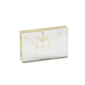 Szkielet nietoperza - okaz w akrylu - Educarium