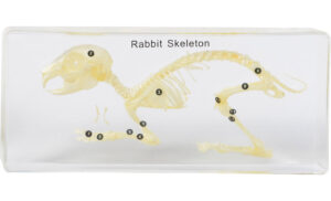Szkielet królika - okaz w akrylu - Educarium