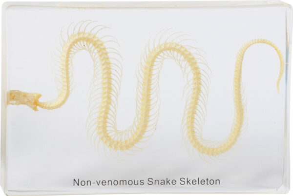 Szkielet niejadowitego węża zatopiony w przezroczystej żywicy z napisem "Non-venomous Snake Skeleton".