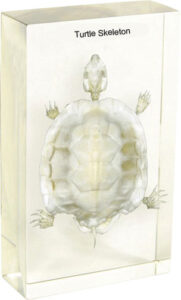 Szkielet żółwia - okaz w akrylu - Educarium