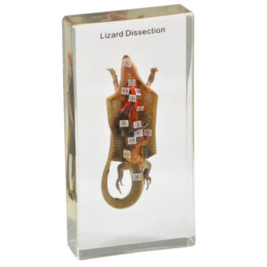 Sekcja anatomiczna jaszczurki - okaz w akrylu - Educarium