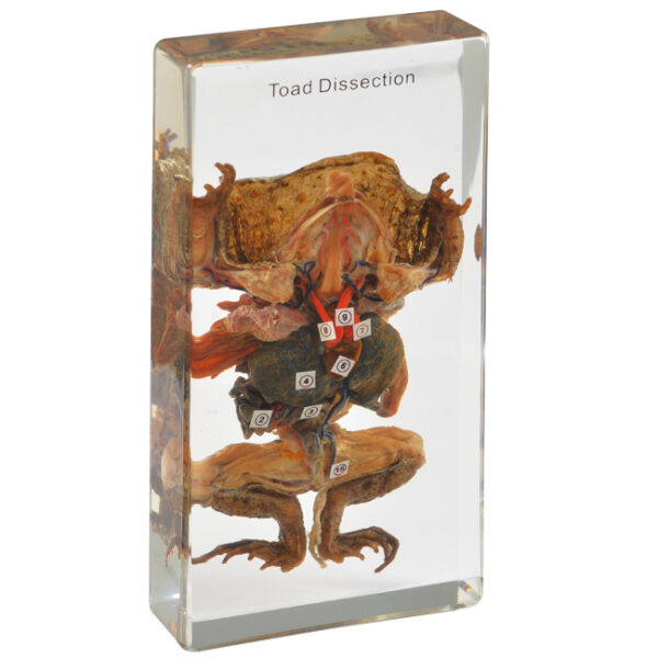 Model edukacyjny "Toad Dissection" – ropucha w przekroju anatomicznym zatopiona w bloku z żywicy.