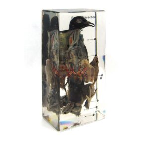 Sekcja anatomiczna gołębia - okaz w akrylu - Educarium