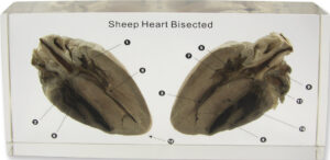 Sekcja anatomiczna serca owcy - okaz w akrylu - Educarium