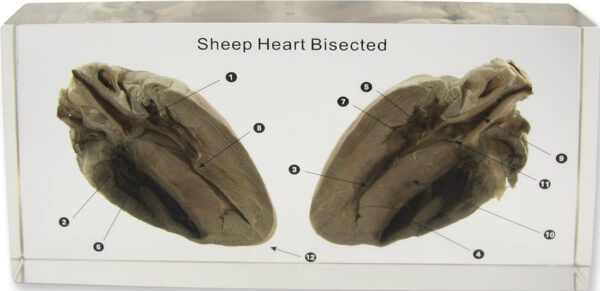 Przekrój serca owcy zatopiony w żywicy z ponumerowanymi elementami anatomicznymi i podpisem "Sheep Heart Bisected".