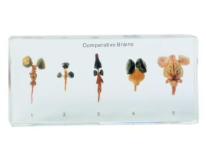 Ewolucja mózgu - okazy porównawcze w akrylu - Pracownie przyrodnicze