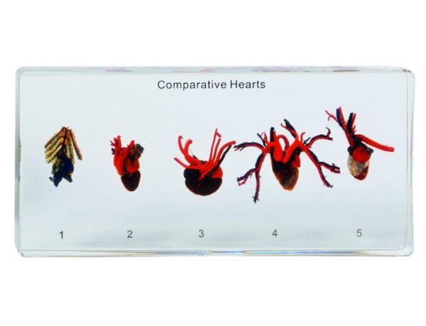 Preparat edukacyjny Comparative Hearts z pięcioma sercami zwierząt zatopionymi w bloku żywicy.