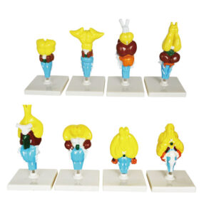 Ewolucja mózgu kręgowców - 8 modeli anatomicznych - Pracownie przyrodnicze