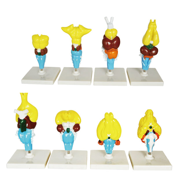 Ewolucja mózgu kręgowców - 8 modeli anatomicznych 3 Ewolucja mózgu kręgowców - 8 modeli anatomicznych -