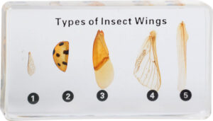 Skrzydła owadów - 5 okazów w akrylu - Educarium