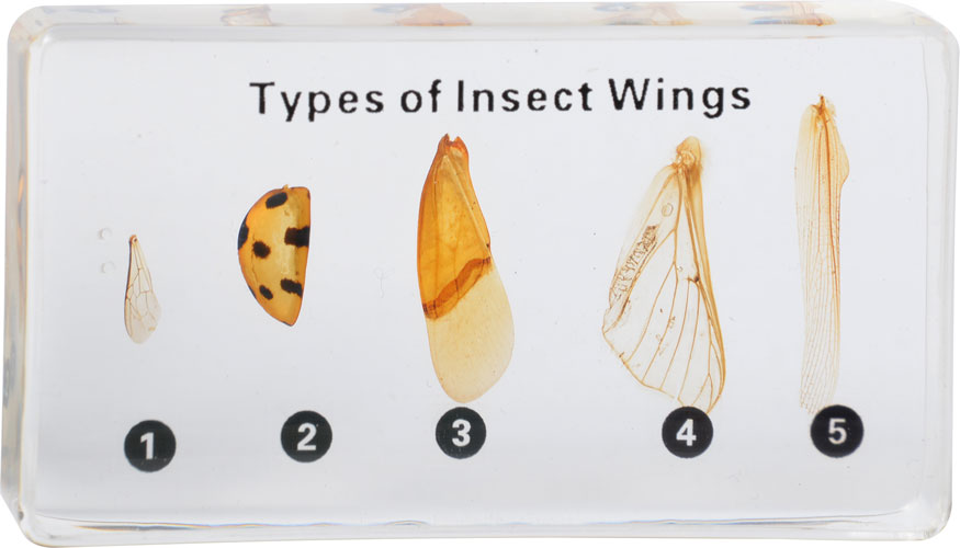 Skrzydła owadów - 5 okazów w akrylu 3 Skrzydła owadów - 5 okazów w akrylu -