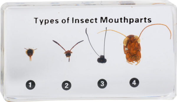 Cztery typy aparatów gębowych owadów zatopione w żywicy z etykietą „Types of Insect Mouthparts”.