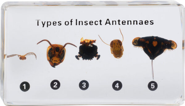 Pięć rodzajów czułków owadzich zatopionych w bloku żywicy z etykietą "Types of Insect Antennes" i numeracją od 1 do 5.