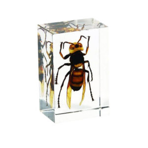 Osa - okaz w akrylu - Pracownie przyrodnicze