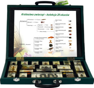 Królestwo zwierząt - kolekcja 20 okazów - Pracownie przyrodnicze
