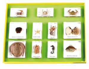 Zwierzęta morskie - 11 okazów w akrylu - Educarium