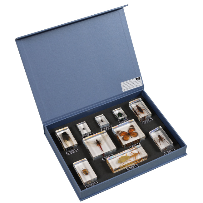 Owady i ich rzędy - kolekcja 10 okazów 3 Owady i ich rzędy - kolekcja 10 okazów -