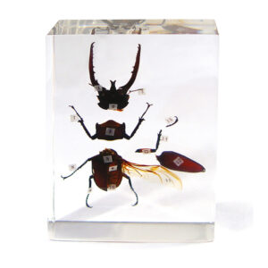 Budowa owada - okaz w akrylu - Pracownie przyrodnicze