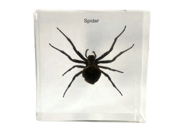 Pająk zatopiony w przezroczystej kostce z napisem "Spider"
