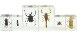 Owad czy nie owad? - kolekcja 6 okazów w akrylu - Pracownie przyrodnicze