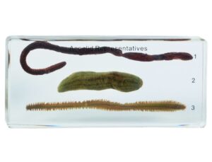 Okazy porównawcze - pierścienice - Pracownie przyrodnicze