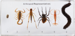 Okazy porównawcze - stawonogi - 6 okazów w akrylu - Pracownie przyrodnicze