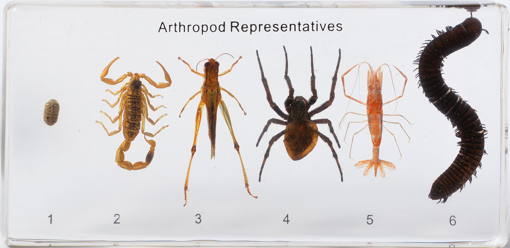 Okazy porównawcze - stawonogi - 6 okazów w akrylu 3 Okazy porównawcze - stawonogi - 6 okazów w akrylu -