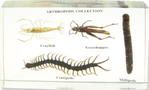 Okazy porównawcze - stawonogi - 4 okazy w akrylu - Pracownie przyrodnicze
