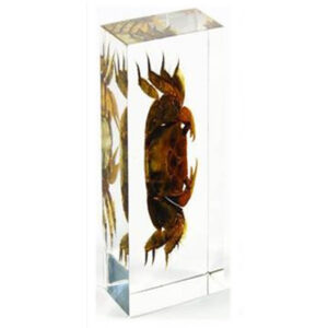 Krab - okaz w akrylu - Pracownie przyrodnicze