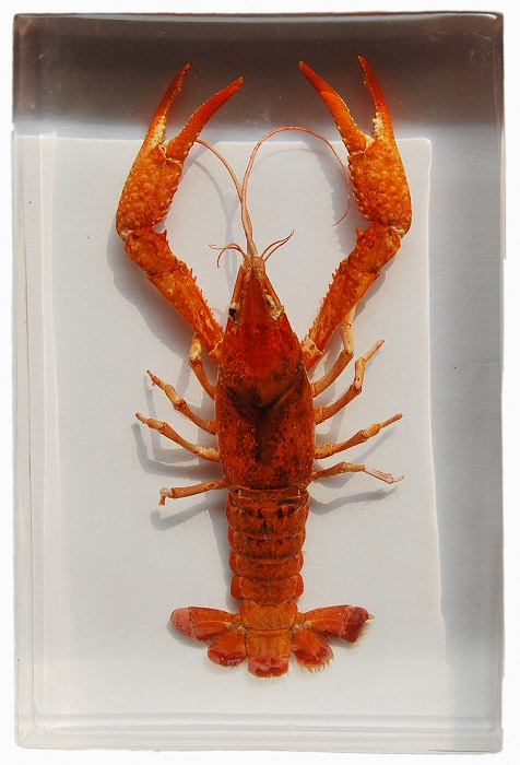 Rak luizjański - okaz w akrylu 3 Rak luizjański - okaz w akrylu -