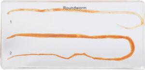 Pasożyt glista - 2 okazy w akrylu - Pracownie przyrodnicze