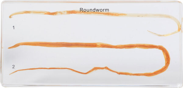 Dwa okazy glisty (Roundworm) zatopione w przezroczystym bloku z tworzywa, oznaczone numerami 1 i 2.