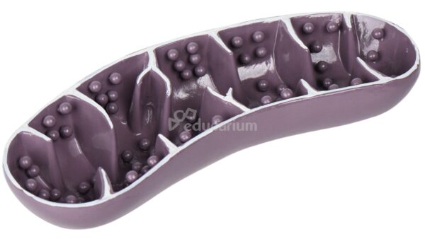 Model anatomiczny mitochondrium z wyraźnie zaznaczonymi grzebieniami w kolorze fioletowym.
