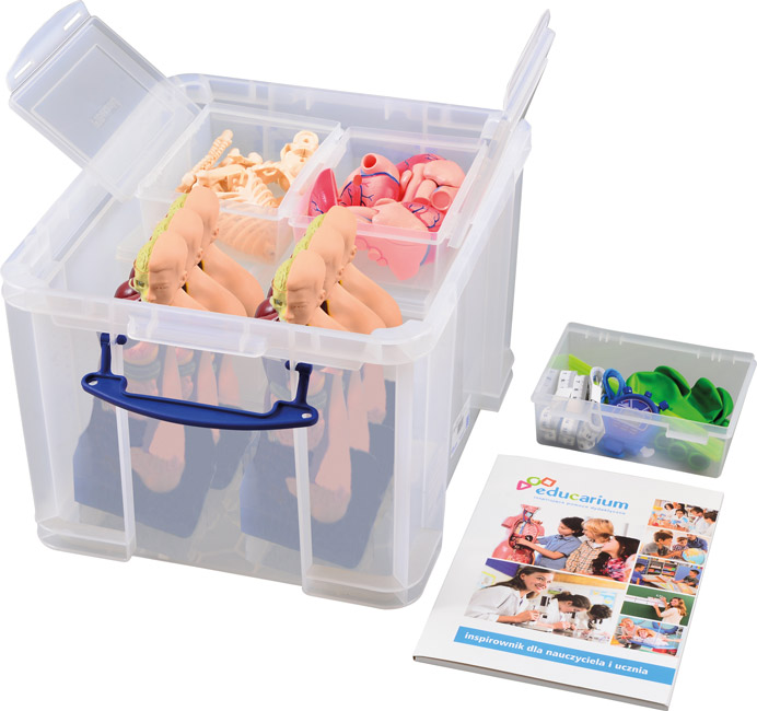 Odkrywamy ludzkie ciało - organy, szkielet, serce 3 Odkrywamy ludzkie ciało - organy, szkielet, serce -