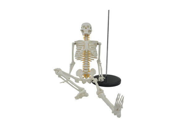 Anatomiczny model szkieletu człowieka w pozycji siedzącej na czarnej podstawie.