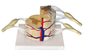 Model rdzenia kręgowego z nerwami -