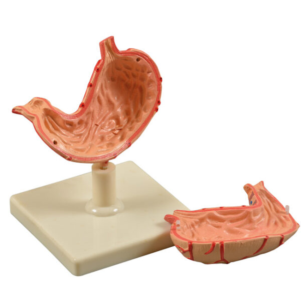 Anatomiczny model żołądka w przekroju na podstawce