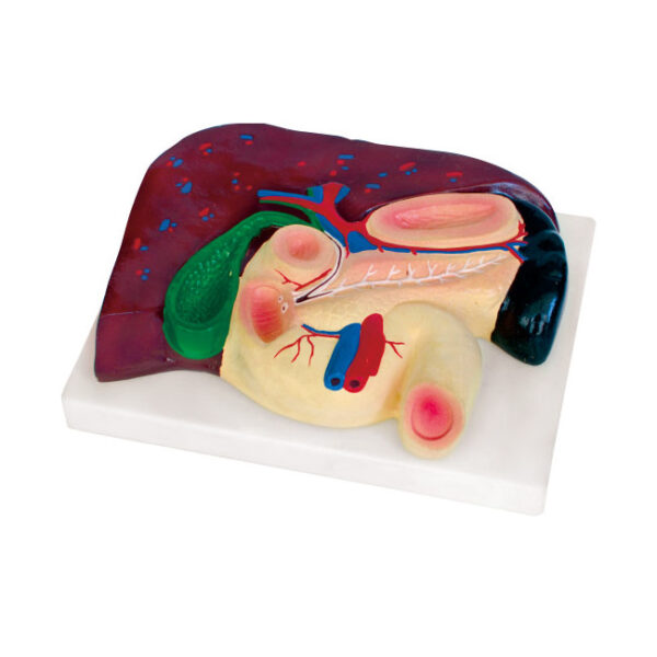 Model anatomiczny wątroby z pęcherzykiem żółciowym, trzustką i dwunastnicą na białej podstawie.