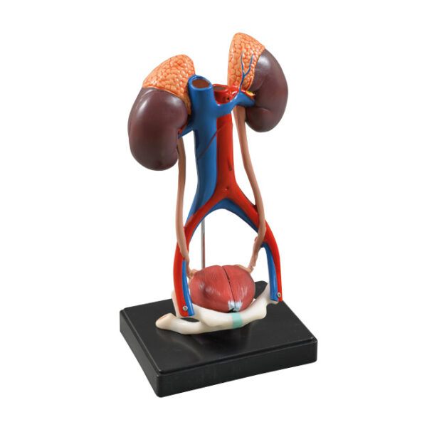 Model anatomiczny układu moczowego: nerki z nadnerczami, moczowody oraz pęcherz moczowy.