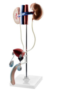 Model męskiego układu moczowego - Pracownie przyrodnicze