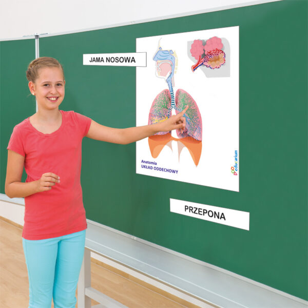 Uczennica wskazująca palcem na plakat edukacyjny z budową układu oddechowego przy tablicy.