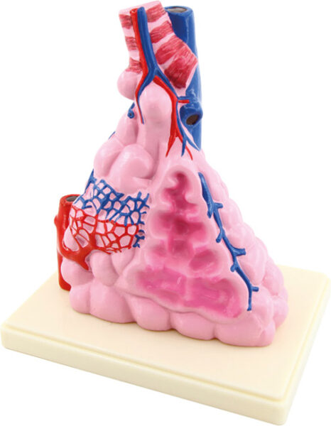 Model anatomiczny pęcherzyków płucnych z siecią naczyń krwionośnych na podstawce.