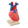 Model serca człowieka - wielkość naturalna, 4-elementowy -