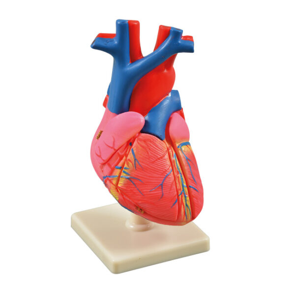 Anatomiczny model ludzkiego serca na podstawce.
