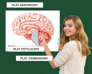 Model mózgu - schemat magnetyczny -