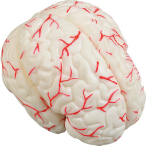 Model mózgu człowieka 8-częściowy z tętnicami -