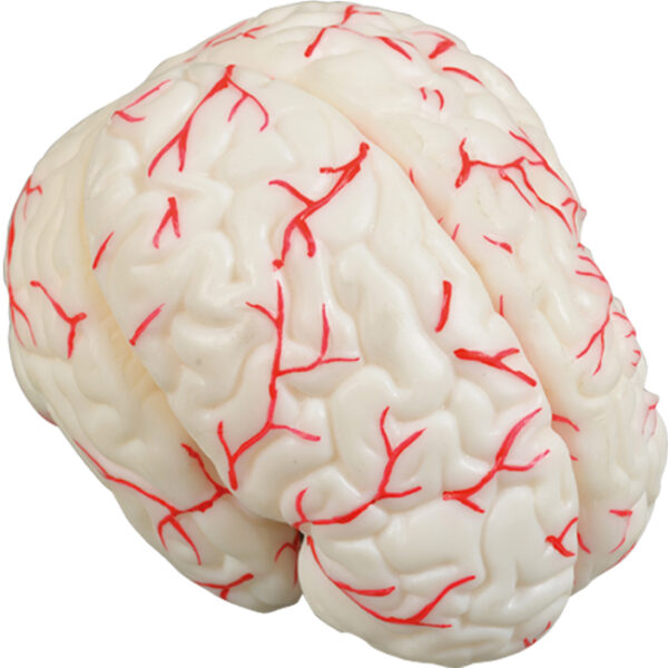 Anatomiczny model ludzkiego mózgu z zaznaczonymi naczyniami krwionośnymi.