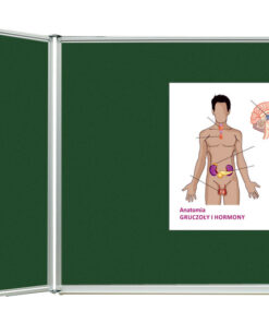 Gruczoły dokrewne i ich hormony - schemat magnetyczny