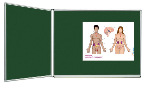 Zielona tablica szkolna z plakatem edukacyjnym: Anatomia - Gruczoły i hormony.