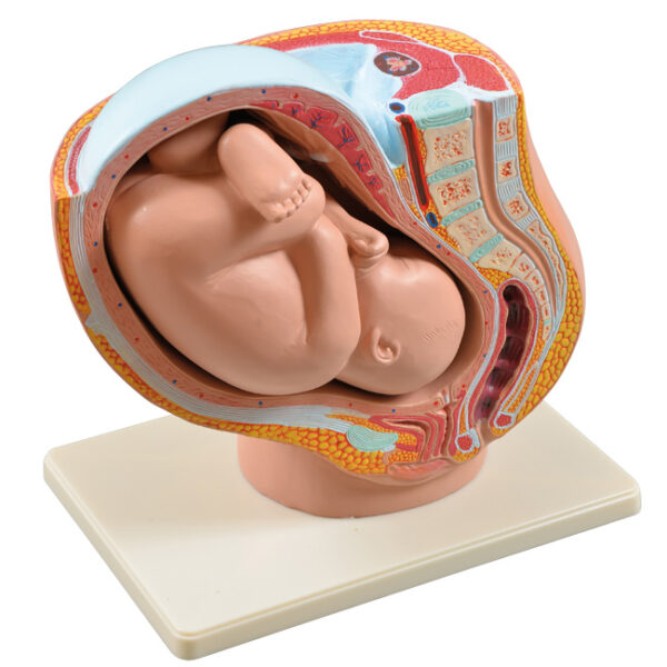 Anatomiczny model przekroju poprzecznego macicy z płodem w dziewiątym miesiącu ciąży.